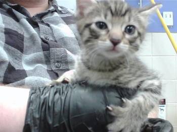 AMERICANO -  Domestic Short Hair Cat for Adoption in Omaha, Nebraska - AMERICANO | PetCurious