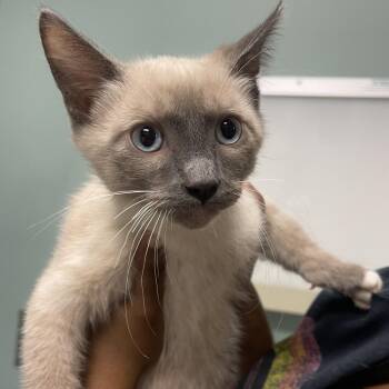 Ares -  Siamese Cat for Adoption in Lenexa, Kansas - Ares | PetCurious