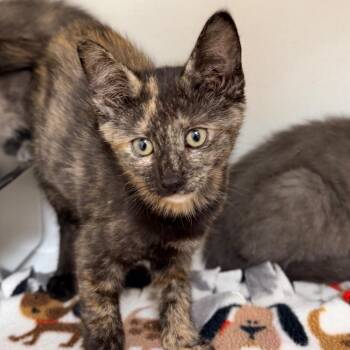 Sauce -  Domestic Short Hair Cat for Adoption in Champaign, Illinois - Sauce | PetCurious