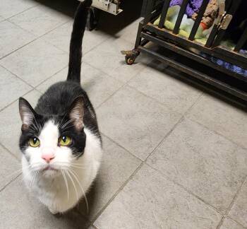 Rescue Domestic Short Hair Cats for Adoption - Munchkin | PetCurious