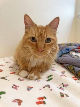 Zander -  Domestic Medium Hair Cat for Adoption in Mission Viejo, California - Zander | PetCurious