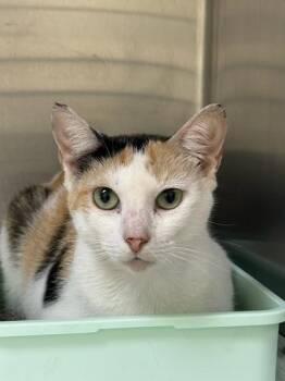 Phoenix -  Domestic Short Hair Cat for Adoption in Charleston, South Carolina - Phoenix | PetCurious