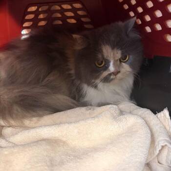 Patsy           (`) -  Domestic Long Hair Cat for Adoption in Davenport, Iowa - Patsy           (`) | PetCurious