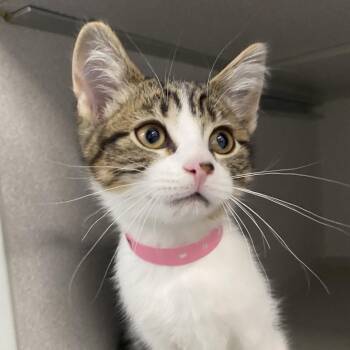 Domestic Short Hair Cats Available for Adoption - Strawberry Jam | PetCurious