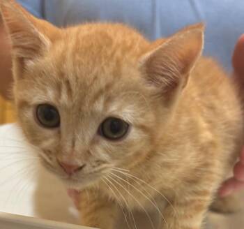 ROWAN -  Domestic Short Hair Cat for Adoption in Elizabethton, Tennessee - ROWAN | PetCurious