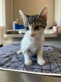 Hank -  Domestic Short Hair Cat for Adoption in Marion, Ohio - Hank | PetCurious