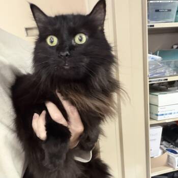 Fruit Punch -  Domestic Long Hair Cat for Adoption in Columbia, South Carolina - Fruit Punch | PetCurious