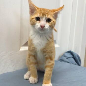 Joey -  Domestic Short Hair Cat for Adoption in Medford, Oregon - Joey | PetCurious