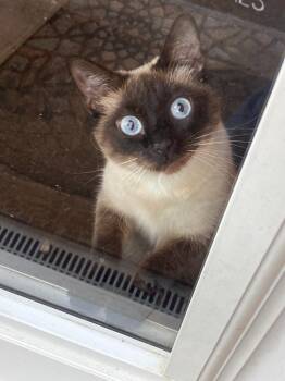 Sophie -  Siamese Cat for Adoption in Bloomington, Indiana - Sophie | PetCurious