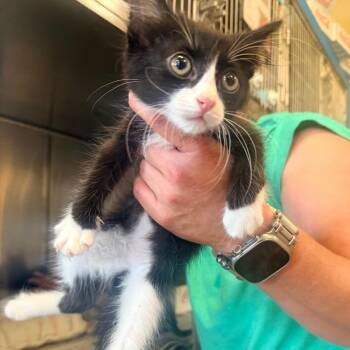 Whisper -  Domestic Short Hair Cat for Adoption in Corinth, Mississippi - Whisper | PetCurious