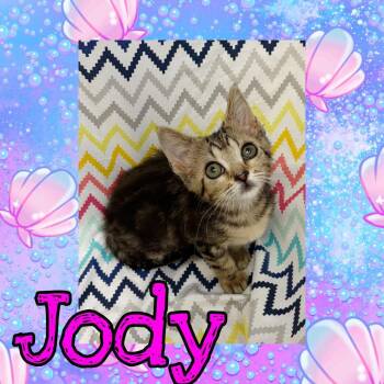 Jody -  Domestic Short Hair Cat for Adoption in Royse City, Texas - Jody | PetCurious