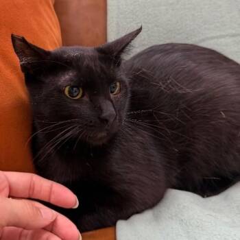 Jack Simpson -  Bombay and Domestic Short Hair Cat for Adoption in Friendswood, Texas - Jack Simpson | PetCurious