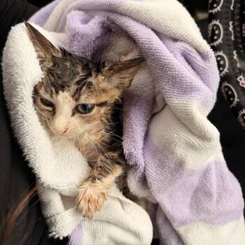Sonny -  Domestic Short Hair Cat for Adoption in Edinburg, Texas - Sonny | PetCurious