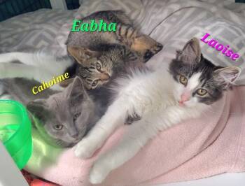 Caoimhe -  Domestic Short Hair Cat for Adoption in Diamond Springs, California - Caoimhe | PetCurious