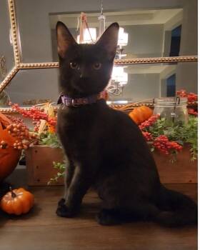 Vigo -  Domestic Short Hair Cat for Adoption in Litchfield Park, Arizona - Vigo | PetCurious