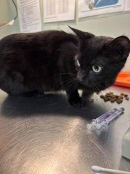 Domestic Short Hair Cats Available for Adoption in Picayune, Mississippi - Microwave | PetCurious