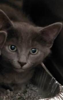 Aho -  Domestic Short Hair Cat Available for Adoption in Henderson, North Carolina - Aho | PetCurious