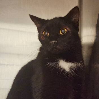 Rescue Domestic Short Hair Cats for Adoption in Gloucester, Virginia - Honey | PetCurious