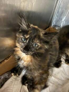 Skye -  Domestic Short Hair Cat for Adoption in Sevierville, Tennessee - Skye | PetCurious