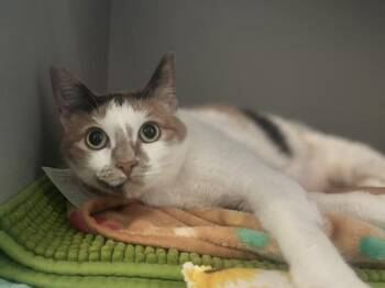 Mia -  Domestic Short Hair Cat for Adoption - Mia | PetCurious