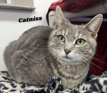 Domestic Short Hair Cats Available for Adoption - Catniss | PetCurious