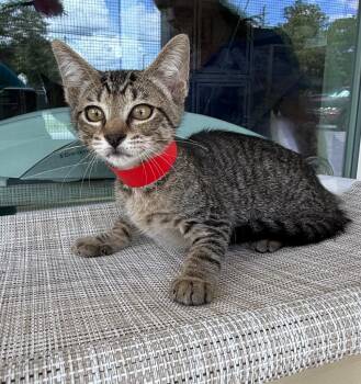 Tootsie Roll -  Domestic Short Hair Cat for Adoption in Kingsland, Georgia - Tootsie Roll | PetCurious