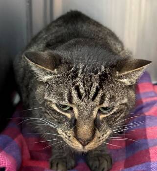 Domestic Short Hair Cats Available for Adoption - Barry | PetCurious