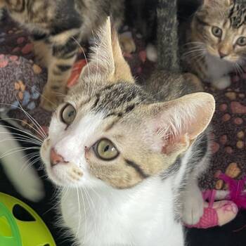 Tech Deck -  Domestic Short Hair Cat for Adoption in Chicago, Illinois - Tech Deck | PetCurious