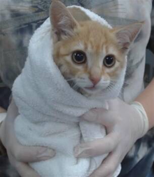 OLIVER -  Domestic Short Hair Cat for Adoption in Salinas, California - OLIVER | PetCurious