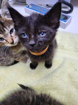 Night Wing -  American Shorthair Cat for Adoption in Grand Prairie, Texas - Night Wing | PetCurious