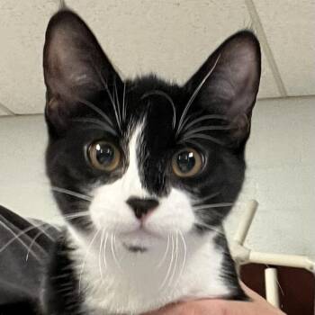 Coffee-C -  Domestic Short Hair Cat for Adoption in East St. Louis, Illinois - Coffee-C | PetCurious