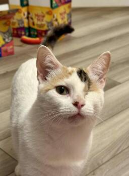 Rescue Domestic Short Hair Cats for Adoption in Manchester, Maryland - Possum | PetCurious