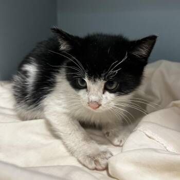 Domestic Short Hair Cats Available for Adoption in Chattanooga, Tennessee - Mini Cooper | PetCurious