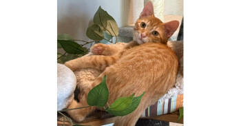 Rescue Tabby and Domestic Short Hair Cats for Adoption in Dallas, Texas - Draco | PetCurious