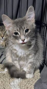 Chester -  Domestic Medium Hair Cat for Adoption in Atlanta, Georgia - Chester | PetCurious