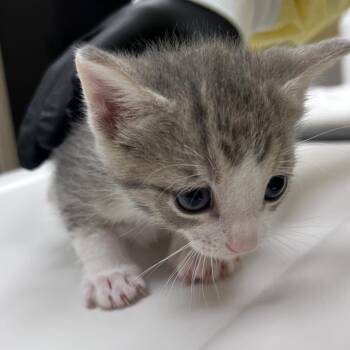 Ciara -  Domestic Short Hair Cat for Adoption in Winston-salem, North Carolina - Ciara | PetCurious