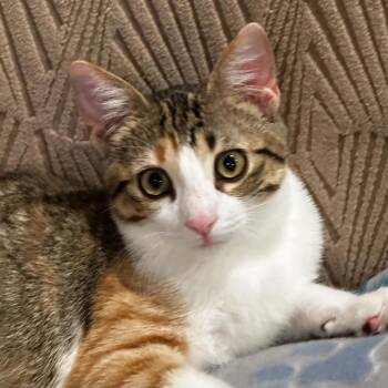 Evie -  Domestic Short Hair Cat for Adoption in Owatonna, Minnesota - Evie | PetCurious