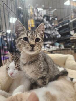 Burlap -  Domestic Short Hair Cat for Adoption in Troy, Alabama - Burlap | PetCurious
