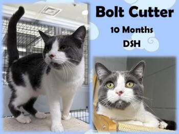 Bolt Cutter -  Domestic Short Hair Cat for Adoption in Franklin, Indiana - Bolt Cutter | PetCurious