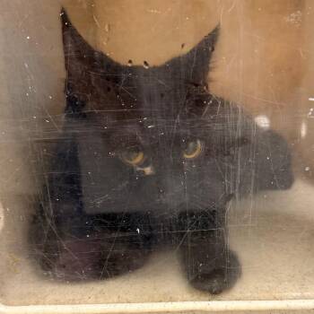 Nino -  Domestic Short Hair Cat for Adoption in Philadelphia, Pennsylvania - Nino | PetCurious