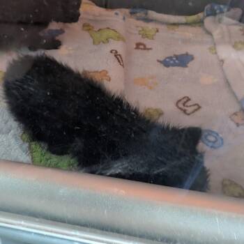 Oragami -  Domestic Short Hair Cat for Adoption in Matteson, Illinois - Oragami | PetCurious