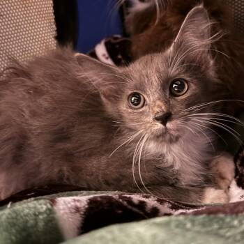 Redbud McMurray -  Domestic Long Hair Cat for Adoption in Woodstock, Virginia - Redbud McMurray | PetCurious
