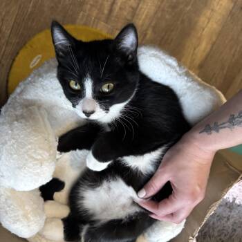 Smitty -  Domestic Short Hair Cat for Adoption in Portland, Oregon - Smitty | PetCurious