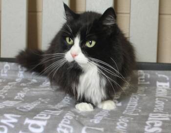 Fancy Pants - 44042 -  Domestic Medium Hair Cat for Adoption in Prattville, Alabama - Fancy Pants - 44042 | PetCurious