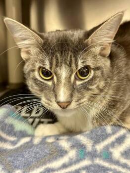 Chilly -  Domestic Short Hair Cat for Adoption in Wichita, Kansas - Chilly | PetCurious