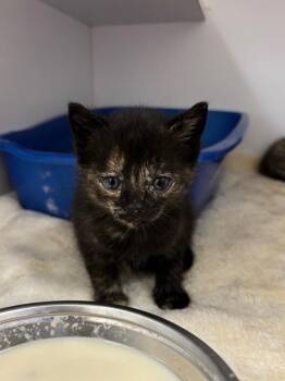 Rue -  Domestic Short Hair Cat for Adoption in Liverpool, New York - Rue | PetCurious