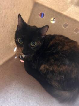 Domestic Short Hair Cats Available for Adoption in Douglasville, Georgia - PeeWee | PetCurious
