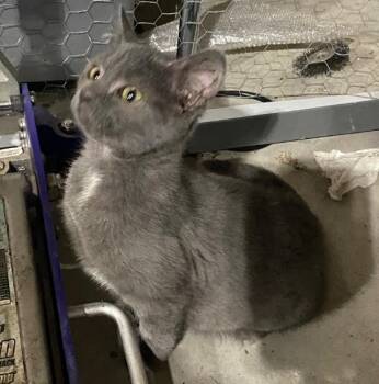 Domestic Short Hair Cats Available for Adoption in Metamora, Illinois - Cooper-Q | PetCurious