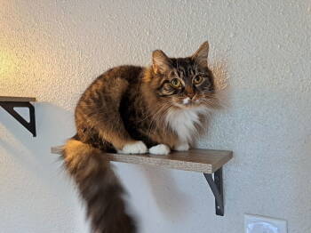 Rescue Domestic Medium Hair and Tabby Cats for Adoption in Hillsboro, Oregon - HERA #1724 - Offered By Owner - Shy Female | PetCurious