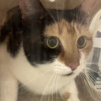Mochi -  Domestic Short Hair Cat for Adoption in Philadelphia, Pennsylvania - Mochi | PetCurious